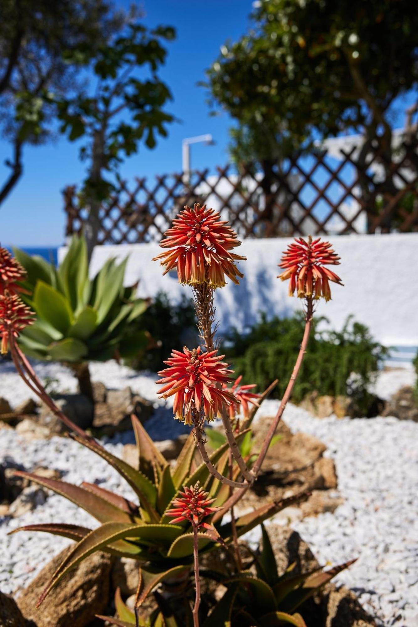 Sand Lily Villa Mykonos Mykonos Town Esterno foto